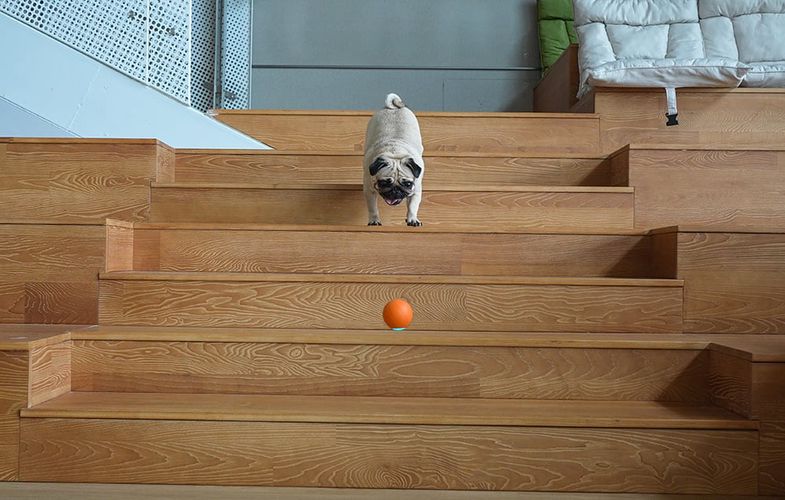 Interactive Cheerble Wicked Ball for Dogs (orange)., Cheerble SE C1221