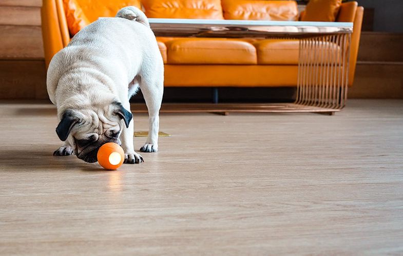 Interactive Cheerble Wicked Ball for Dogs (orange)., Cheerble SE C1221