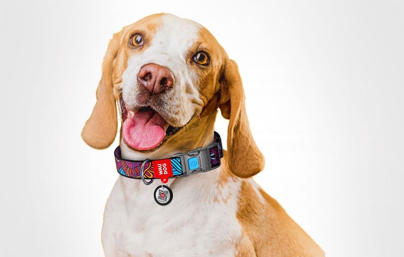 Nylon dog collar with QR code Waudog "Summer" size XL, Waudog 4591