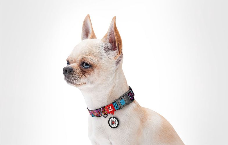 Nylon dog collar with QR code Waudog "Summer" size XL, Waudog 4591