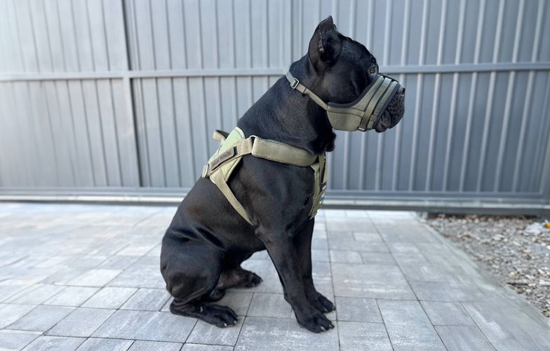Mesh dog muzzle Waudog Pro size L khaki, Waudog 689731