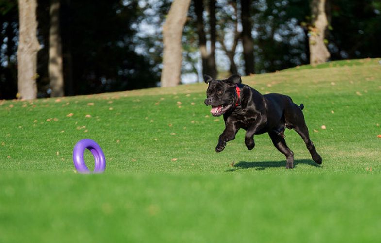 Wheel / Exercise toy for dog Puller Maxi 30 cm, Puller 6492pl
