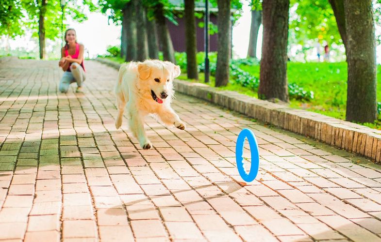 Fetching ring Waudog PitchDog20 blue, Waudog 62372en