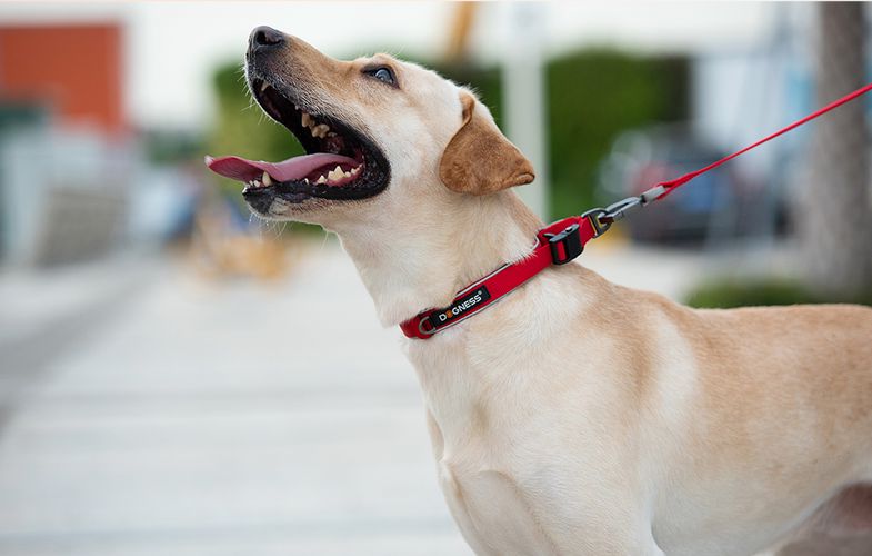 Reflective collar Dogness size L (Red), Dogness Reflective L RED