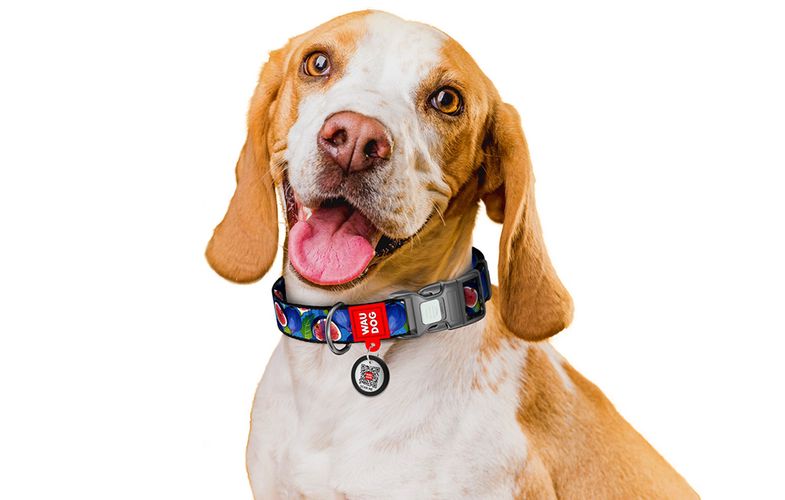 Waudog "Fig" nylon dog collar with QR code, size M, Waudog 281-4053