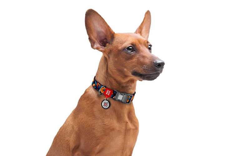 Waudog "Oranges" nylon dog collar with QR code, size L, Waudog 282-4054