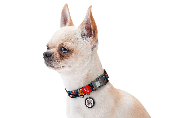 Waudog "Oranges" nylon dog collar with QR code, size S, Waudog 280-4054