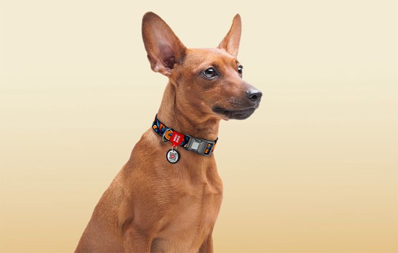 Waudog "Oranges" nylon dog collar with QR code, size M, Waudog 281-4054