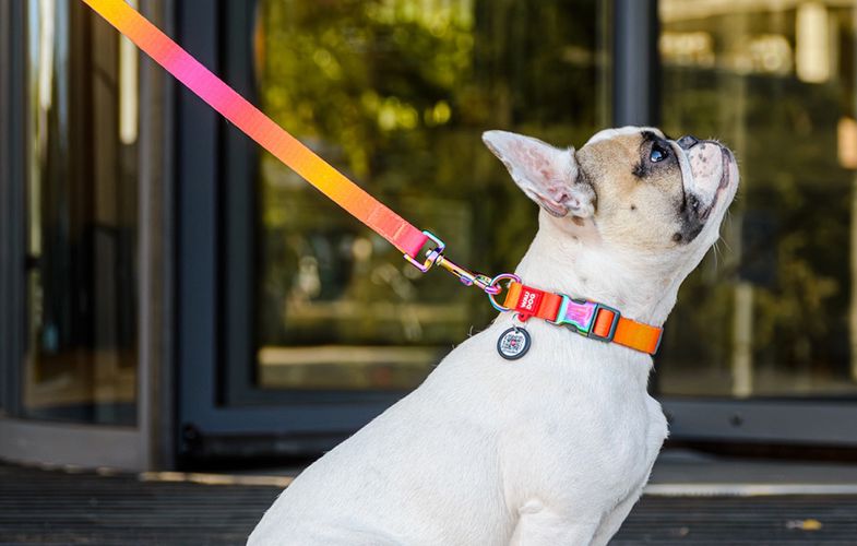 WAUDOG gradient nylon dog leash, 20mm wide, 122cm long, purple, Waudog 46619