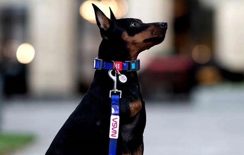 Waudog "NASA21" nylon dog collar with QR code, size M, width 20 mm, Waudog 4502-0148