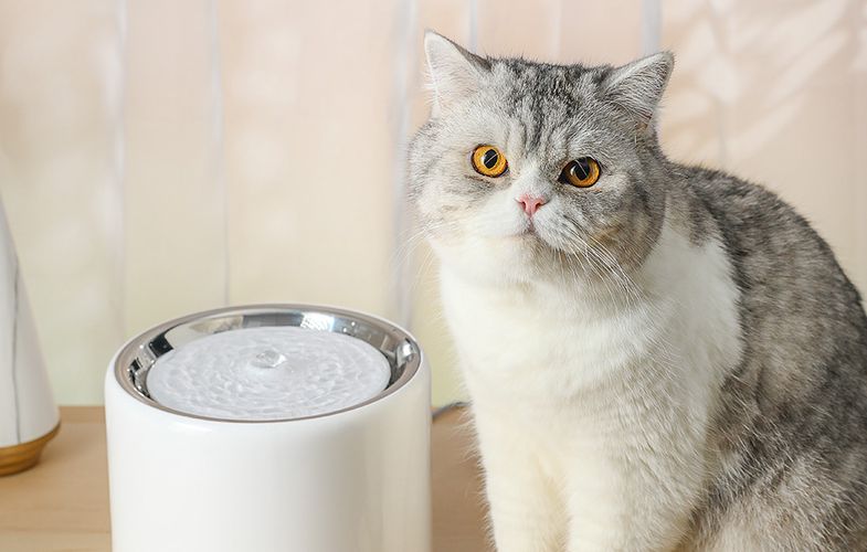 Fountain/ drinker for Dog and Cat PetKit Eversweet Wireless SUS304, Petkit SUS304