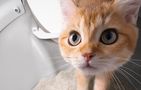 Catlink Scooper Pro Ultra intelligent self-cleaning cat litter box with AI camera, Catlink CL-CG-01