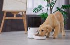 Automatic Pet Feeder with plastic bowl Dogness (white), Dogness F11 plastic bowl