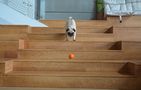 Interactive Cheerble Wicked Ball for Dogs (orange)., Cheerble SE C1221