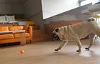 Interactive Cheerble Wicked Ball for Dogs (orange)., Cheerble SE C1221