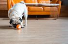 Interactive Cheerble Wicked Ball for Dogs (orange)., Cheerble SE C1221