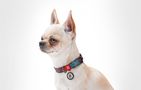 Nylon dog collar with QR code Waudog "Summer" size M, Waudog 4588