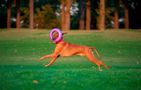 Wheel / Exercise toy for dog Puller Maxi 30 cm, Puller 6492pl
