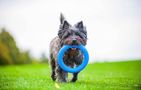 Fetching ring Waudog PitchDog20 blue, Waudog 62372en