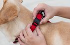 Reflective collar Dogness size S (Red), Dogness Reflective S RED