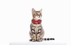 Collar set Dogness for cats 2 pcs (Genuine Leather Red/Fiber Black), Dogness COLLAR RED