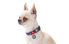 Waudog "Fig" nylon dog collar with QR code, size L, Waudog 282-4053