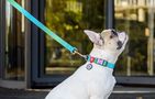 WAUDOG gradient nylon dog leash, length 122 cm blue, Waudog 46602