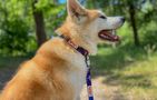 Waudog "NASA21" nylon dog collar with QR code, size M, width 20 mm, Waudog 4502-0148