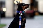 Waudog "NASA21" nylon dog collar with QR code, size M, width 20 mm, Waudog 4502-0148