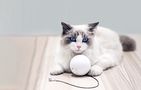 Smart play ball for dog/cat Homerunpet TB10, Homerunpet TB10