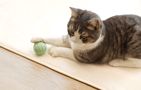 Interactive ball for cats Cheerble Ice Cream (Green), Cheerble C0419-C-G