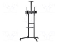 LCD/LED holder; free-standing handle; 50kg GOOBAY