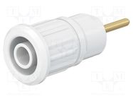 Connector: 4mm banana; socket; 24A; 1kV; L: 35.5mm; white; on panel STÄUBLI