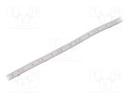 LED tape; white cold; 2835; 24V; LED/m: 120; 10mm; white PCB; IP65 IPIXEL LED