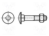 Screw; M5x60; 0.8; Head: button; square; steel; zinc; DIN 603; 16mm BOSSARD