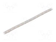 LED tape; white cold; 2835; LED/m: 120; 10mm; white PCB; IP65; 120° IPIXEL LED