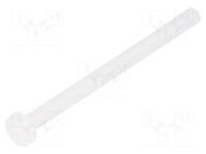 Screw; M3x40; 0.5; Head: cheese head; Pozidriv; 0.8mm; polyamide DREMEC