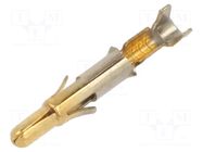 Contact; male; Universal MATE-N-LOK; brass; gold-plated; bulk TE Connectivity