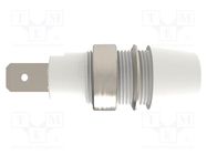 Socket; 4mm banana; 32A; 1kV; white; nickel plated; screw; 41mm SCHÜTZINGER