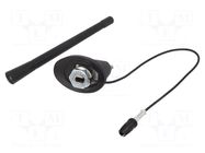 Antenna; 0.175m; Alfa Romeo,Fiat; with amplifier; 0.3m 4CARMEDIA