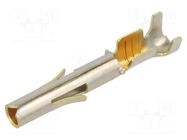 Contact; female; Universal MATE-N-LOK; brass; gold-plated; bulk TE Connectivity